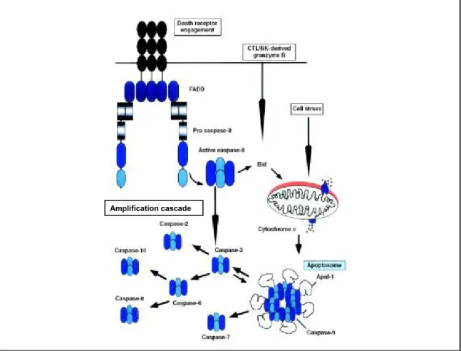 Figure  7:  Mécanismes  d‟activation  extrinsèque  et  intrinsèque  des  caspases  durant  l‟apoptose