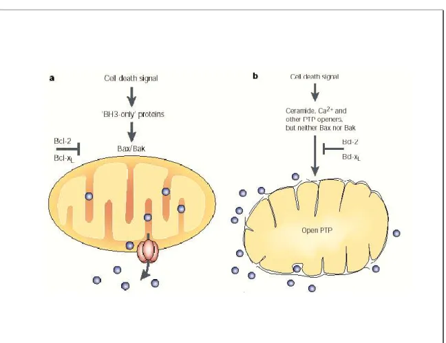 Figure 8: Mécanismes impliqués dans la perméabilisation de la membrane mitochondriale  externe lors de la mort cellulaire