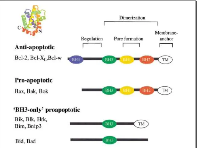 Figure 9: Structure et fonction des membres appartenant à la famille du Bcl-2 
