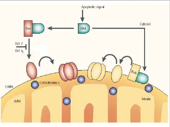 Figure  10:  Mécanismes  d‟activation  des  protéines  pro-apoptotiques  Bax  et  Bak  par  les  protéines BH3-only