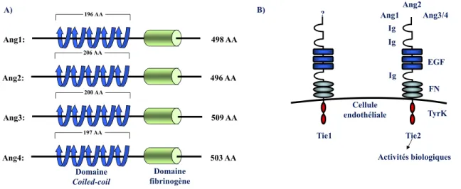 Figure 2. Structure des membres de la famille des angiopoïétines (A) et de  leurs récepteurs, les récepteurs Tie1 et Tie2 (B)