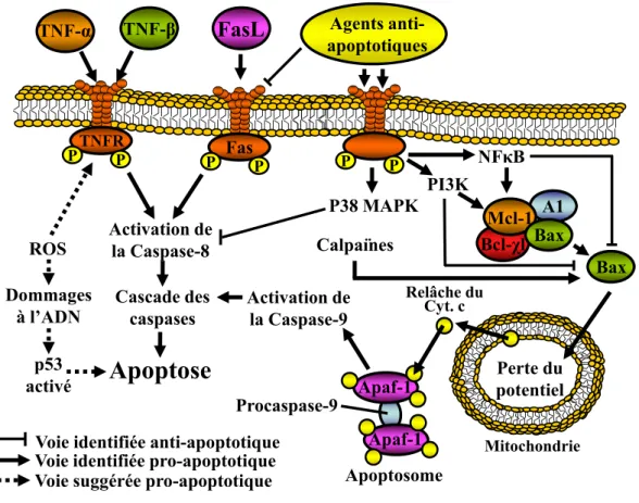Figure 4. Voies et mécanismes de l’apoptose spontanée des neutrophiles.       