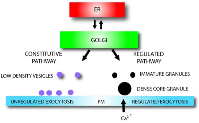 Figure  1.1:  Schematic  representation  of  the  secretory  pathway  in  endocrine  and  neuroendocrine cells