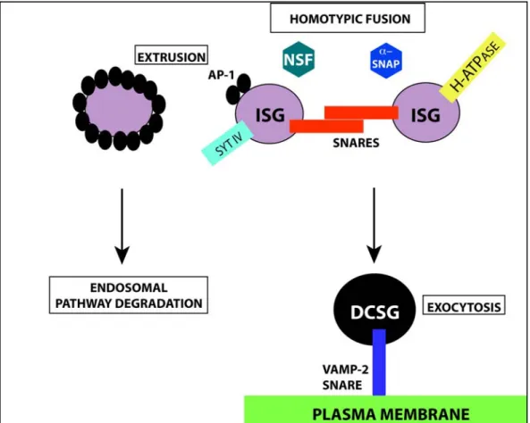 Figure 1.2: Dense core secretory granule maturation. 