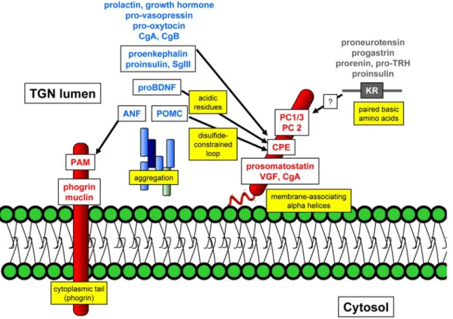 Figure  1.3:  Proteins  sorted  to  dense  core  secretory  granules  (DCSGs)  can  be  functionally divided into three groups