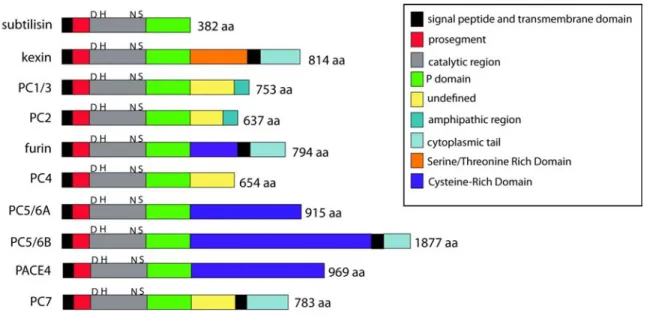 Figure 1.5: The Prohormone Convertases 