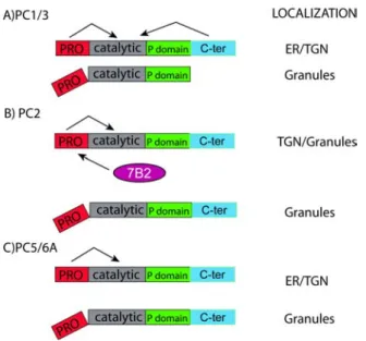 Figure 1.6: The Granule Resident members of the PC family.  