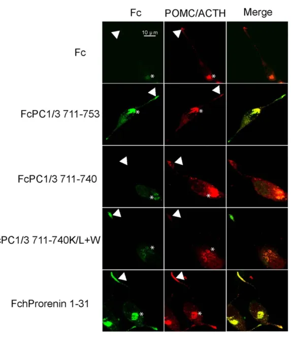 Figure  2.2:  A  variety  of  alpha  helix-containing  domains  target  fusion  proteins  to  secretory granules