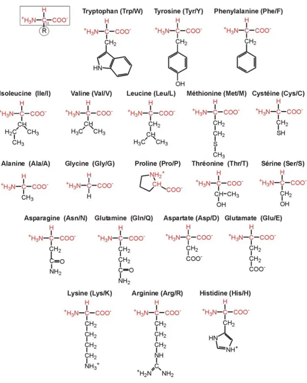 Figure 2. Structure chimique des 20 acides aminés naturels du code génétique. 
