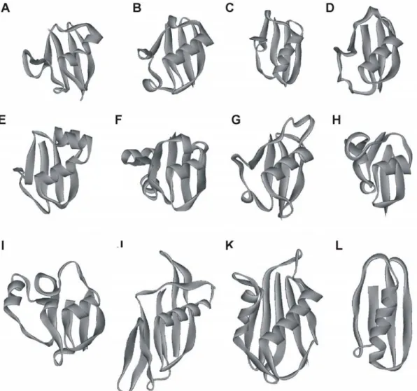 Figure 5. Représentation structurale de membres de certaines superfamilles de la topologie d’ubiquitine