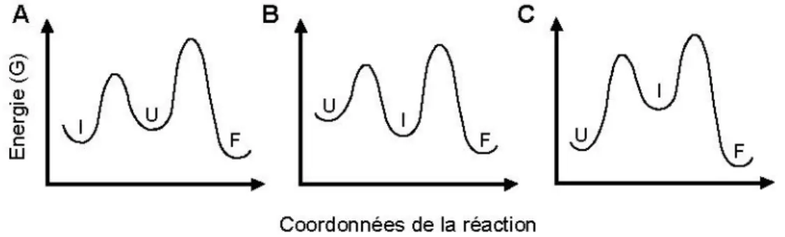 Figure 13. Modèle de diagramme d’énergie de réactions de repliement comportant un intermédiaire