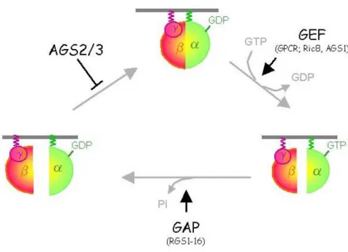 Figure 3. Représentation du cycle d’activation d’une protéine G hétérotrimérique et du rôle  activateur ou inhibiteur joué par les différents modulateurs de ce dernier