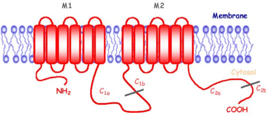 Figure 4. Représentation schématique de la structure proposée des différents isoformes membranaires  des adénylyl cyclases