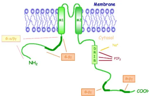 Figure 5. Représentation schématique d’un Kir3.0 et de la localization de ses interactions  avec diverses modulateurs