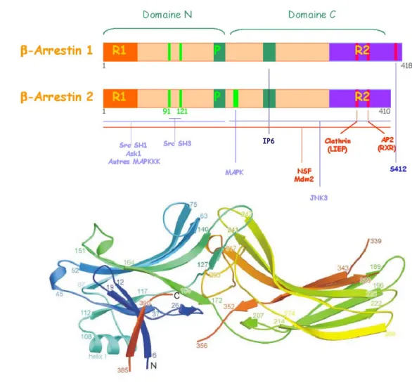 Figure 8. Architecture des βarr1 et βarr2 