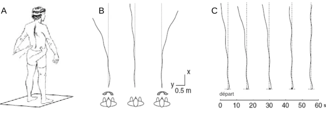 Figure 5 : Posteffets locomoteurs induits après contraction isométrique volontaire en rotation du bassin de 