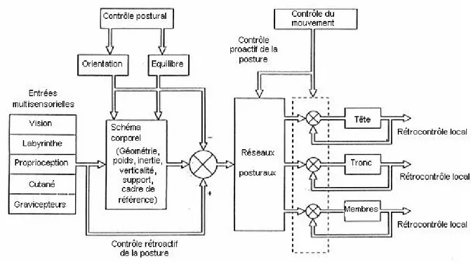 Figure 6 : Représentation du modèle hiérarchique d'organisation du système postural, à deux niveaux : le 