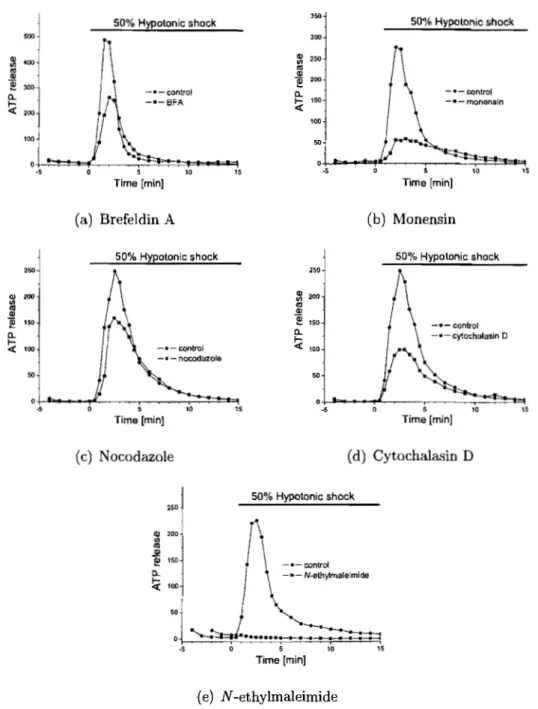 Figure  3.2:  Time-course  of  ATP  release  after  interfering  with  the  secretory  pathway 