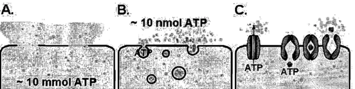 Figure  1.1:  Potential  ATP  release  mechanisms: 
