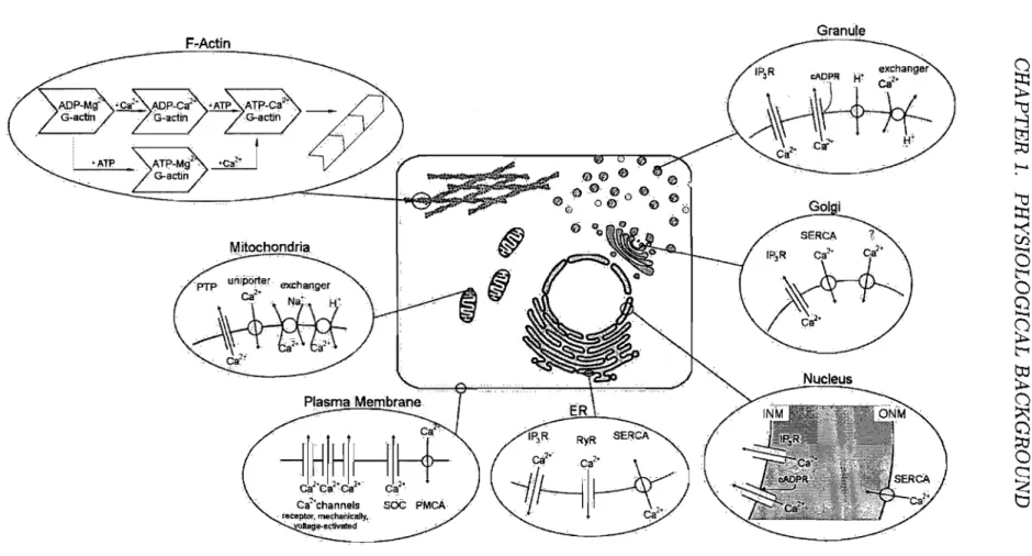 Figure  1.2:  Schematic  drawing  of  a  cell  showing  parts  of  its  structure  responsible  for  controlled  intracellular  Ca2+  movement