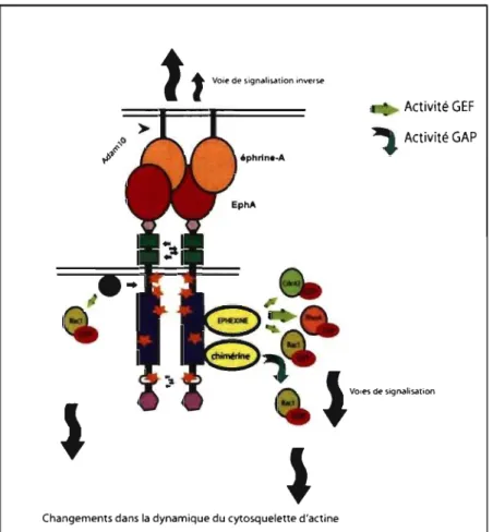 Figure  2:  Exemples  de  voie  de  signalisation  par les  protéines  Rho  induites  par  l'activation  de récepteurs EphA 