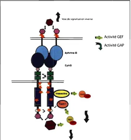 Figure  3:  Exemples  de  voie  de  signalisation  par  les  protéines  Rho  induites  par l'activation  de  récepteurs EphB 