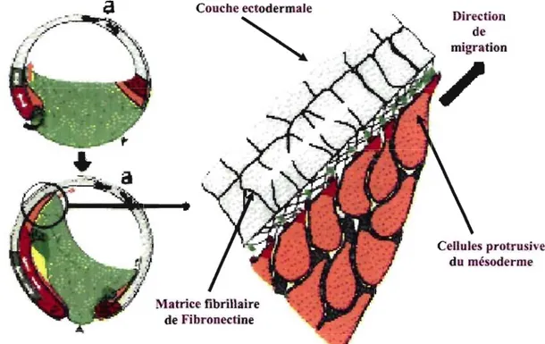 Figure 3.  Importance de la migration cellulaire lors de la  gastrulation des amphibiens 