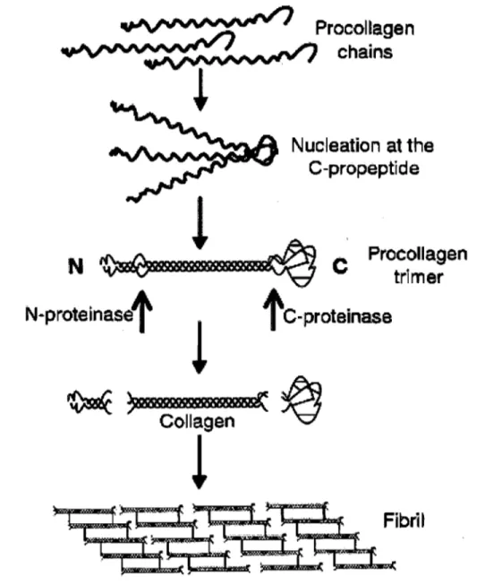Figure 10. Les étapes de fibrillogenèse du collagène au cours de sa synthèse par les  fibroblastes 