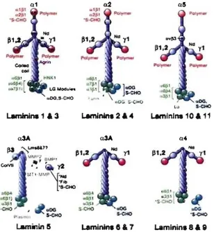 Figure 11. Structure et composition des  laminines-1  à-Il. 