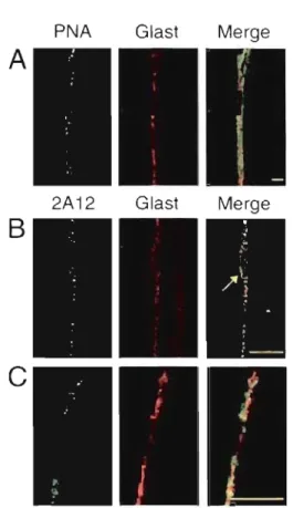 Figure  6.  NMJ.  PNA  A  2A12  B  c 