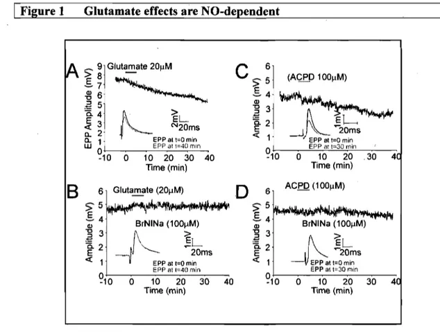 Figure  1:  Glutamate effects are NO-dependent.  (A)  EPP  amplitude induced by  0.2  Hz  motor  nerve  stimulation  before,  during  and  after  brief  bath  application  of  glutamate (20JlM,  5min)