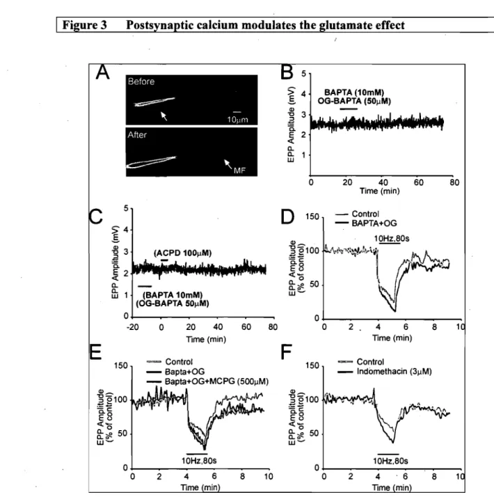 Figure  3:  Postsynaptic calcium modulates the glutamate effect.  (A)  Fluorescent  images  showing  a  muscle  fibre  before  and  15  minutes  after  the  injection  with  BAPTA  (lOmM)  and  Oregon-Green  BAPTA  (50)lM)