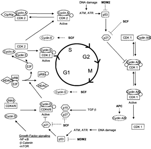 Figure  1.  Overview  of the  cell  cycle  and  its  regulators.  Refer to  sections  1.2.2  through  1.2.2.3