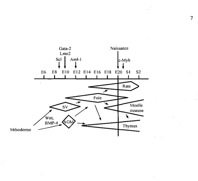 Figure 1.  1 : Représentation temporelle du développement hématopoïétique. 