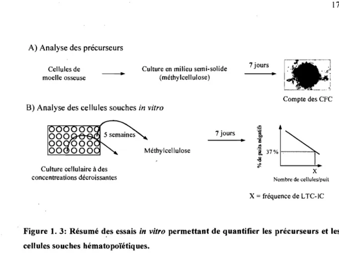 Figure  1.  3:  Résumé d,es  essais  in  vitro  permettant de quantifier les  précurseurs et les  cellules souches hématopoïétiques