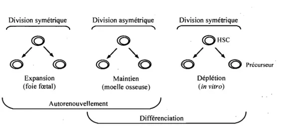 Figure 1. 5: Modèles alternatifs de la division des cellules souches hématopoïétiques