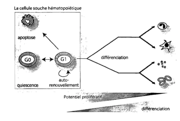 Figure  1-1.  La cellule souche dans tous ses états 