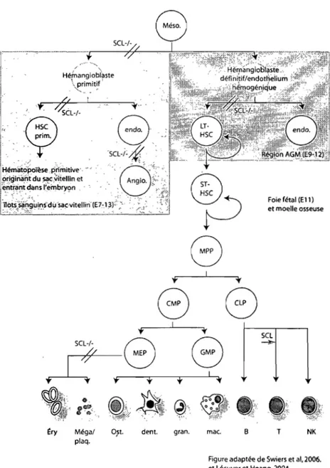 Figure 1-3. SeL régule plusieurs fonctions du système hématopoïétique 