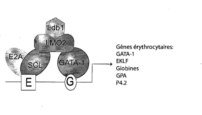 Figure  1-5.  Modèle  pentamérique  du  complexe  SCL  dans  l'activation  de  gènes  érythrocytaires 