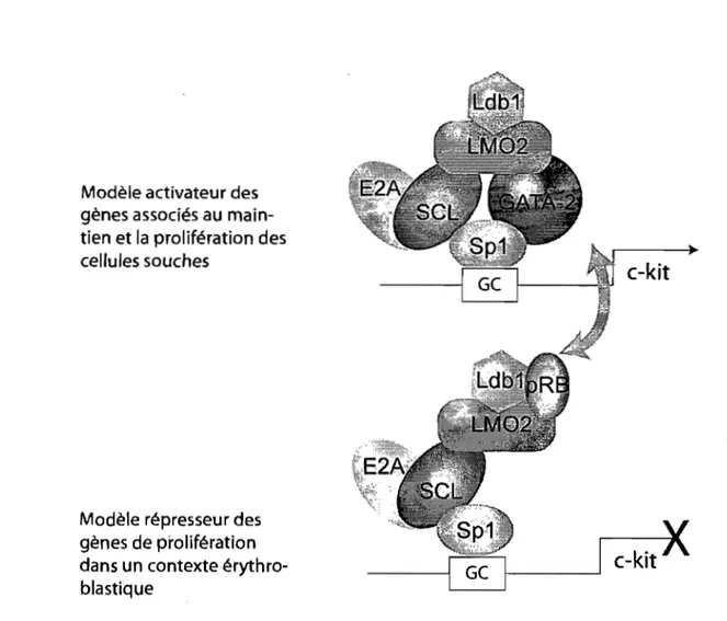 Figure  1  ~6.  Le  complexe  SCL peut activer ou réprimer  c-kit  en fonction de ses partenaires  et du contexte cellulaire 