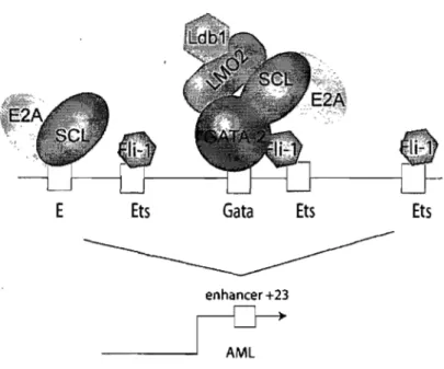 Figure 1-7 .. Fonnation du complexe SCL sur la région  enhancer +23  d'Amll 