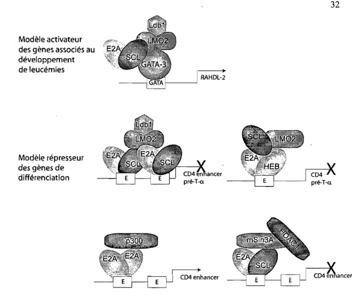 Figure 1-9. Les complexes SCL retrouvés dans les cellules leucémiques 