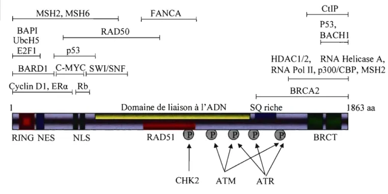 Figure 2.  Représentation  scbématique des différents  domaines  de BReAl ainsi que  de  ses  interactions  protéines-protéines