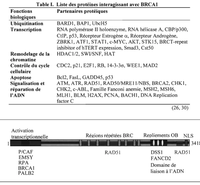 Table 1.  Liste des protéines interagissant avec BRCAI  Fonctions  biologiques  Ubiquitination  Transcription  Remodelage de la  chromatine  Contrôle du cycle  cellulaire  Apoptose  Signalisation et  réparation de  l'ADN  Activation  Partenaires protéiques 