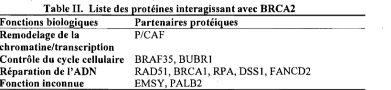 Table II.  Liste des protéines interagissant avec BRCA2  Fonctions biologiques  Partenaires protéiques 