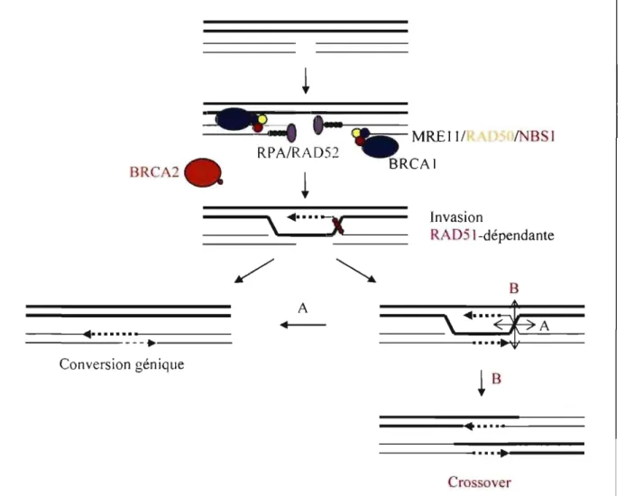 Figure 4:  Modèle de  réparation  d'une cassure double brin  par recombinaison  homologue  RADS1-dépendante