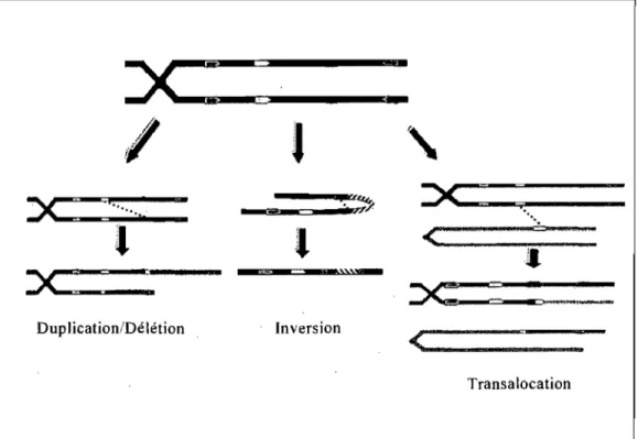 Figure 7.  Exemples d'instabilité génomique générée par la  recombinaison  homologue  entre  des  séquences  répétitives