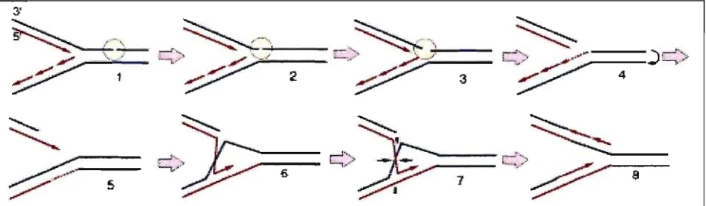 Figure  8.  Mécanisme  d'apparition  des  échanges  entre  chromatides  sœurs.  Lorsque  la  fourche  rencontre un dommage à  l'ADN, elle  se  brise  (étapes  1-3)