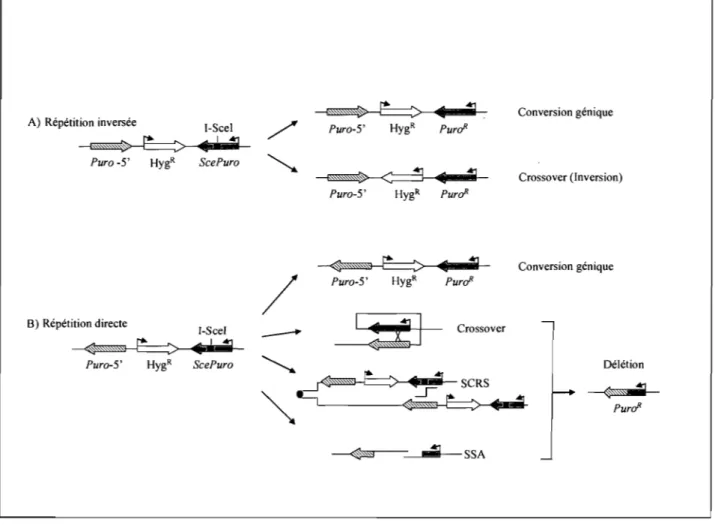 Figure  9.  Recombinaison  entre  séquences  répétées  directes  ou  inversées.  Un  événement  de  RH  spontané  ou  induit  par  une  CDB  reconstitue  un  gène  fonctionnel  de  résistance  à  la  Puromycin  (Puro R )  par  la  perte  du  site  I-SceI