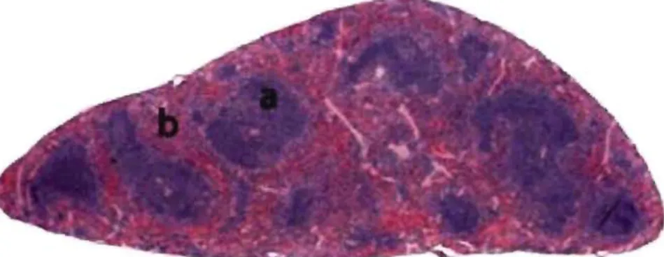 Figure 3.  Histological  section  of a  nonnal  spleen.  Note  the  while  pulp  (a)  organized  as  foUicles,  and the red pulp (b) as diffuse formation